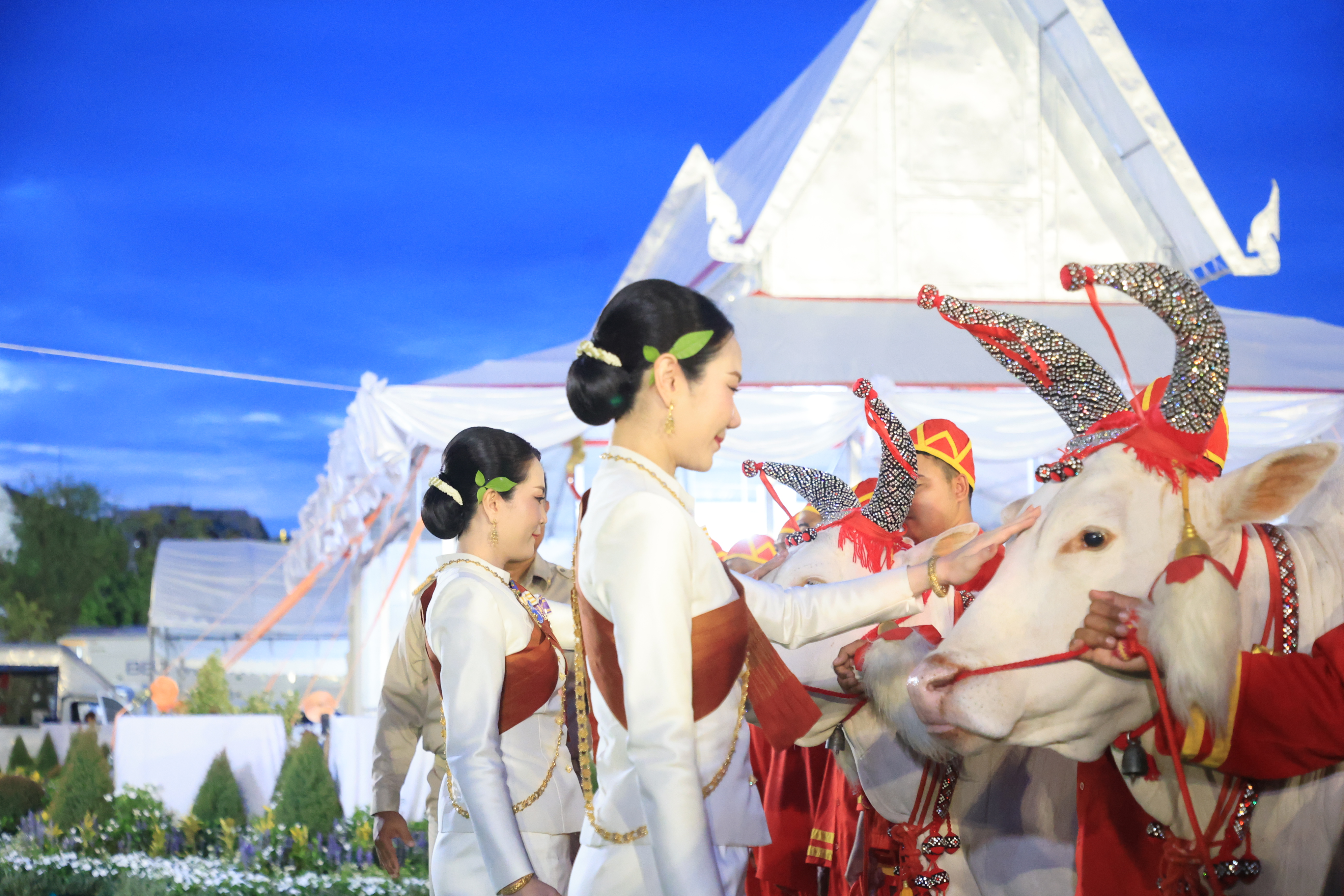 title - ปลัดเกษตรฯ ผู้ทำหน้าที่พระยาแรกนา พร้อมด้วยเทพีคู่หาบทองและเทพีคู่หาบเงิน ทำพิธีล้างมือพระยาแรกนา และเจิมหน้าพระโค